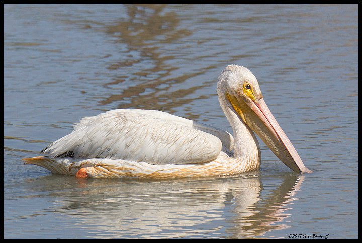 _3SB6064 american white pelican.jpg